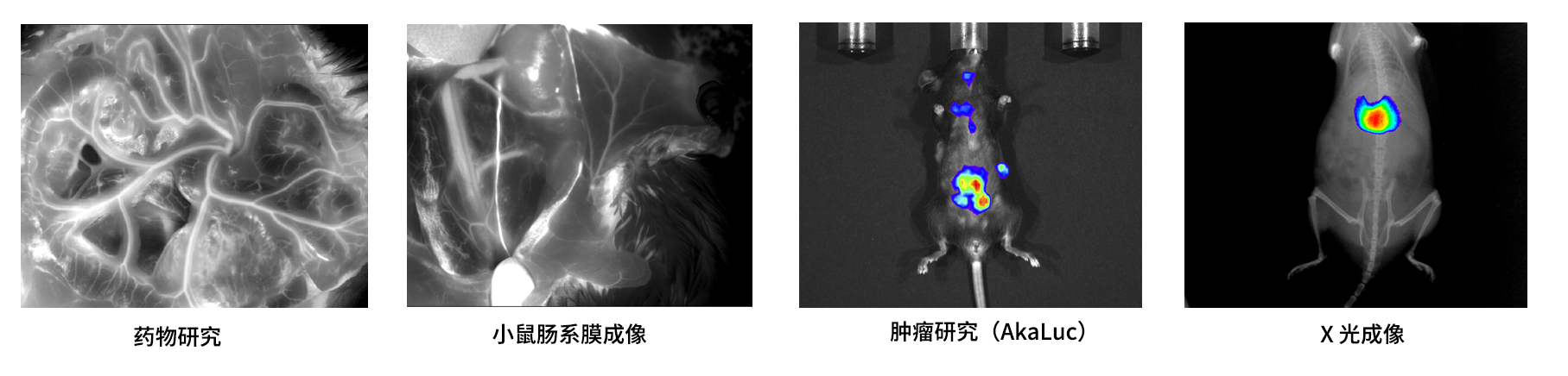 AniView Phoenix全光譜動(dòng)物活體成像系統(tǒng)應(yīng)用案例 AniView Phoenix全光譜動(dòng)物活體成像系統(tǒng)應(yīng)用案例