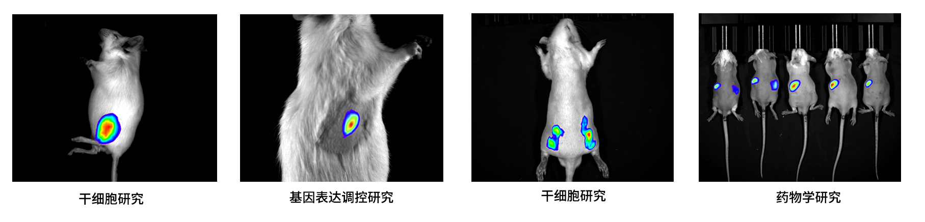 AniView100Pro多模式動物活體成像系統(tǒng)應用案例 AniView100Pro多模式動物活體成像系統(tǒng)應用案例